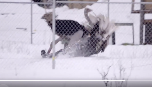 Alaskan Bush People Recap 08/30/20: Season 12 Episode 2 “Rumble In The Bush”