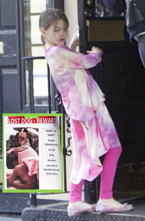 Suri Cruise’s Lost Dog Found: Blame Katie Holmes For Missing Chihuahua – Did She Buy A Replacement Puppy?