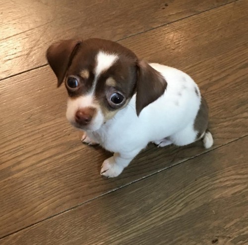 Ray J and Princess Love Ridicule Kim Kardashian Saint West Baby Name With New Dog?